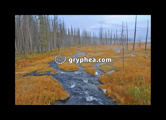 Petit cours d'eau (Yellowstone NP, USA) - gryphea.org